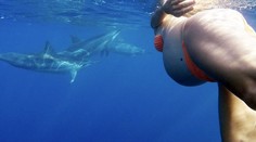 Budúca mama bude rodiť v mori. Za asistentku si vybrala delfína