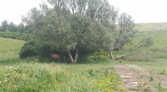 V noci ktosi ukradol desať koní. Bol medzi nimi aj šampión