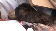 Išiel vyniesť papier, v kontaineri videl obraz skazy