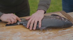 Obávate sa kostí v kaprovi? Rybár nám ukázal, ako ho očistiť tak, aby ich bolo čo najmenej