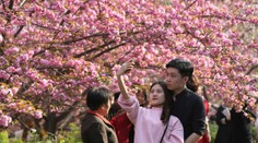 Krása, ktorá sa len tak nevidí: V Japonsku rozkvitli nádherné sakury