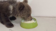 Srdcervúce rozhodnutie v Bojniciach. Museli uspať jedno z troch zachránených mláďat, trpelo bolesťami