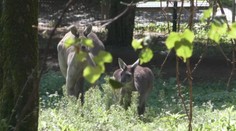 Bojnická zoo má nového obyvateľa. Tento druh sa tam narodil iba druhýkrát