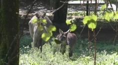 Bojnická zoo má nového obyvateľa. Tento druh sa tam narodil iba druhýkrát
