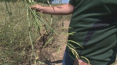 Krupobitie doslova oholilo polia. Búrka pri Nitre zničila repku, horúčavy ohrozujú zemiaky