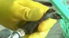 Milujete krevety? Ukážeme vám video, po ktorom budete váhať, či si ich ešte niekedy kúpite