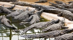 Dievčatko (†2) roztrhali krokodíly, zatiaľ čo sa matka starala o novorodenca