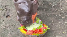 Populárny hroch tipoval v amerických voľbách. Pozrite si, kto podľa neho zvíťazí