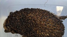 Šialené: Niekto úmyselne polial benzínom a zapálil ježa, zviera neskutočne trpelo