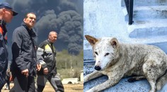 Apokalypsa v Rusku: Vtáky padajú mŕtve, na státisíce ľudí padá toxický „čierny dážď“, valí sa aj k Putinovmu palácu