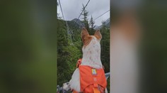 V Tatrách platí nový návštevný poriadok. Zisťovali sme, kam môžete vstúpiť so psom