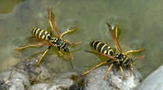 Tragédia pri Ostrave. Muža napadol agresívny roj ôs, zachrániť sa ho nepodarilo