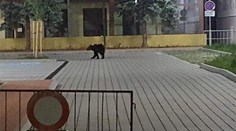 FOTO: Ulicami v Žiari nad Hronom sa promenádoval medveď