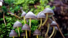 „Magické“ huby, ktoré rastú aj u nás, vyvolávajú stavy ako LSD. Háčik je v tom, že sa po nich môžete zblázniť