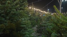 Kupovať teraz alebo počkať? Predaj živých vianočných stromčekov je v plnom prúde