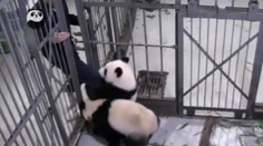 Mladá panda sa tvrdohlavo bráni klietke