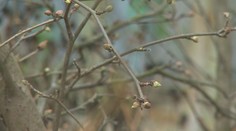 Rekordné teploty pobláznili slovenskú prírodu. Rastliny robia niečo nevídané, odborníci varujú