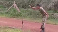 Čo to s ním urobil? Vojak úplne paralyzoval najdlhšieho jedovatého hada na svete