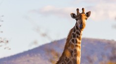 Takúto žirafu v zoo neuvidíte. Svaly by jej závidel aj Arnold