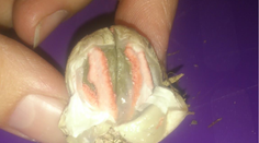 Paula našla na dvore záhadnú hubu. Jej pôvod vás šokuje