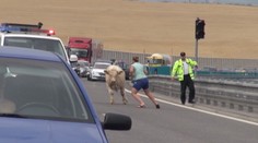 Býk zablokoval rýchlostnú cestu pri Nitre, museli to riešiť radikálne