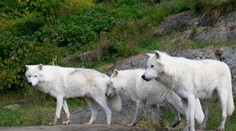 Nešťastie v safari parku neďaleko Paríža. Ženu napadli tri vlky, jej stav je kritický