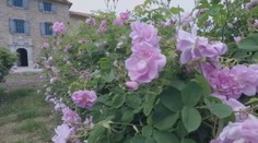 Viete, ako sa vyrába najdrahší olej na svete? Takto sa lupene menia na tekuté zlato