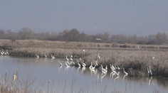 Vedia napáchať škody ako vlky či medvede. Niektoré polia na Slovensku okupujú dlhonohé krásavice