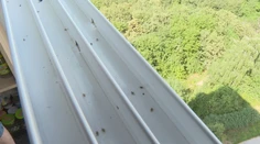 Plné balkóny aj okná. Košičanov trápi zapáchajúci hmyz, ktorí dokáže aj poštípať