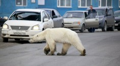 V ruskom meste sa objavil ľadový medveď. Ocitol sa 1500 km od svojho prirodzeného prostredia