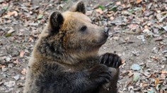 Úrady v Lučenci vystríhajú pred návštevou lesa: Neďaleko obydlí videli medveďa