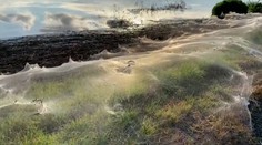 VIDEO: Austráliu po záplavách postihla ďalšia katastrofa. Krajinu pokryli pavúčie siete