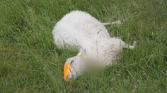 Vlky sa pod Tatrami zaútočili na ovčie stáda. Pastier mal slzy na kraji, telá našiel po celom chotári