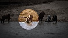 Útok krokodíla spustil vzrušujúce prírodné divadlo. O korisť sa bili aj hrochy, ryby a orly