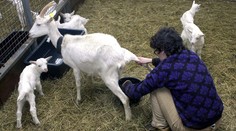 V surovom kozom mlieku našli vírus kliešťovej encefalitídy