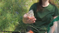 Motýle s červenou značkou na krídlach. Na Slovensku bojujú o prežitie výnimočného druhu