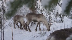 Sob Rudolf nie je len symbolom Vianoc. Žije vo Fínsku a ľudia chodia zisťovať, čo robí zvyšných 364 dní v roku