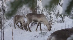Sob Rudolf nie je len symbolom Vianoc. Žije vo Fínsku a ľudia chodia zisťovať, čo robí zvyšných 364 dní v roku