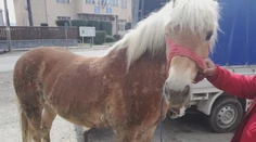Farmári si sami našli už druhého ukradnutého koňa. Dostať ich domov z Rumunska nie je ľahké