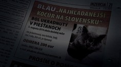 Najhľadanejší kocúr na Slovensku je zrejme Blau