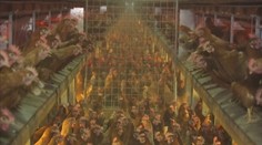 V kvalite vajec z klietok a podstieľok nie je rozdiel, tvrdia hydinári