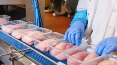 Jeden mŕtvy a stovka nakazených. Európe hrozí epidémia salmonelózy z poľskeho kuracieho mäsa