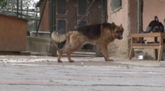 Ďalší útok psa. Vlčiak sa vrhol na poštárku a hrýzol ju do hlavy