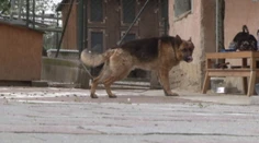 Ďalší útok psa. Vlčiak sa vrhol na poštárku a hrýzol ju do hlavy