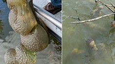 V jazere v Oklahome objavili rôsolovité čudo. Nálezcovia mu pripisovali mimozemský pôvod