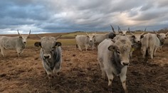 Minister Taraba si nepriznal svoj omyl, na základe ktorého zamietol projekt na ochranu stepného vtáctva