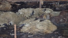 Mŕtve ovce  a príšerný zápach. V Považskej Teplej už nevedia, čo si počať