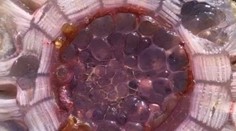 More vyplavilo na breh Nového Zélandu priesvitné čudo. Vo vode by ste ho stretnúť nechceli