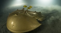 FOTOGALÉRIA: Dychberúce momentky z prírody. Súťaž ovládla snímka tvora, ktorý je starší ako dinosaury