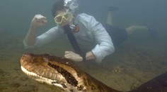 Má hlavu veľkú ako človek a je dlhý až osem metrov. Aj dosiaľ najväčšiemu druhu anakondy hrozí pre odlesňovanie vyhynutie